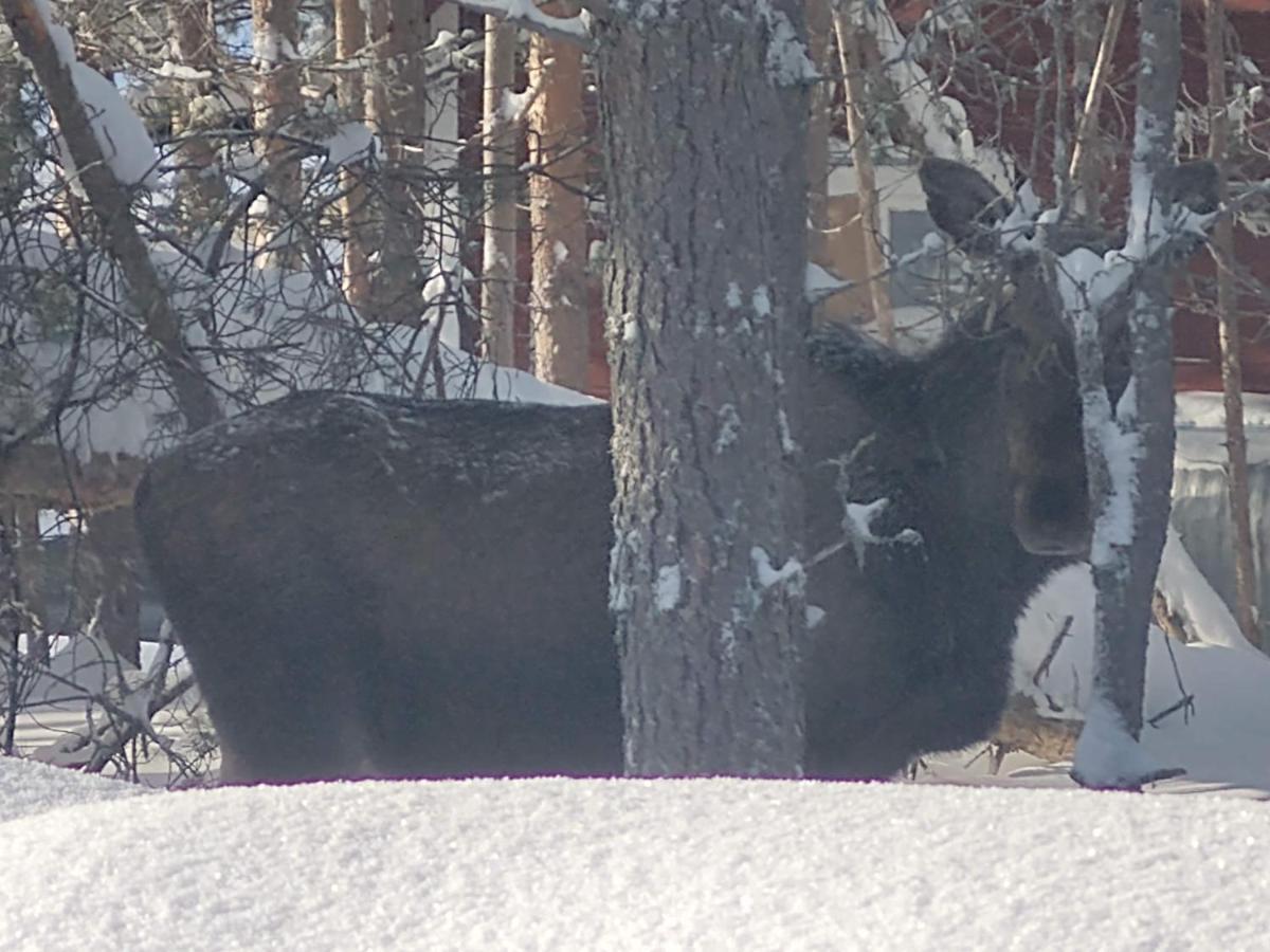 Lagomhuset - A Peaceful Holiday In Swedish Lapland Vidsel Extérieur photo