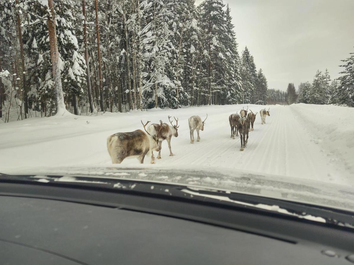 Lagomhuset - A Peaceful Holiday In Swedish Lapland Vidsel Extérieur photo